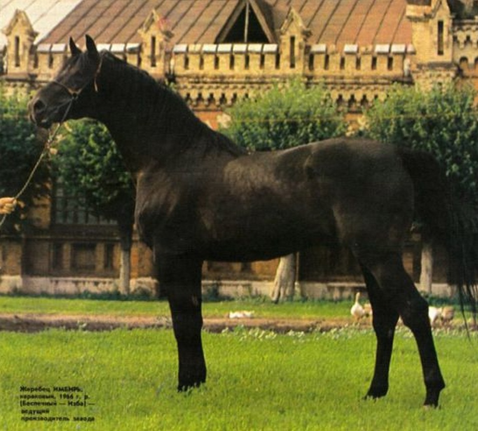 Count Rostopchin Breed History | Orlov-Rostopchin Sporthorse Association